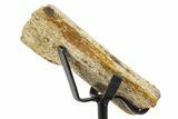 Fossil Hadrosaur Limb Bone Section w/ Metal Stand - South Dakota #339922-2